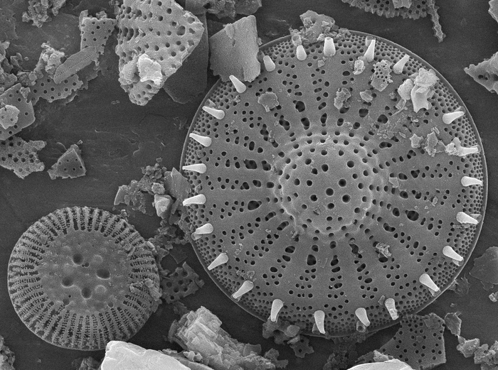 Diatom fossils from June Lake sediments under scanning electron microscope