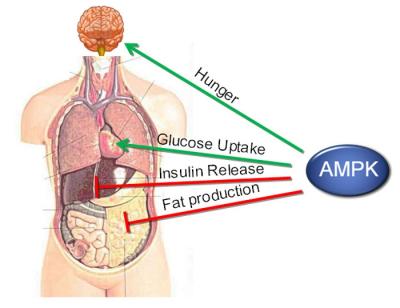 New Role for Master Regulator in Cell Metabolism