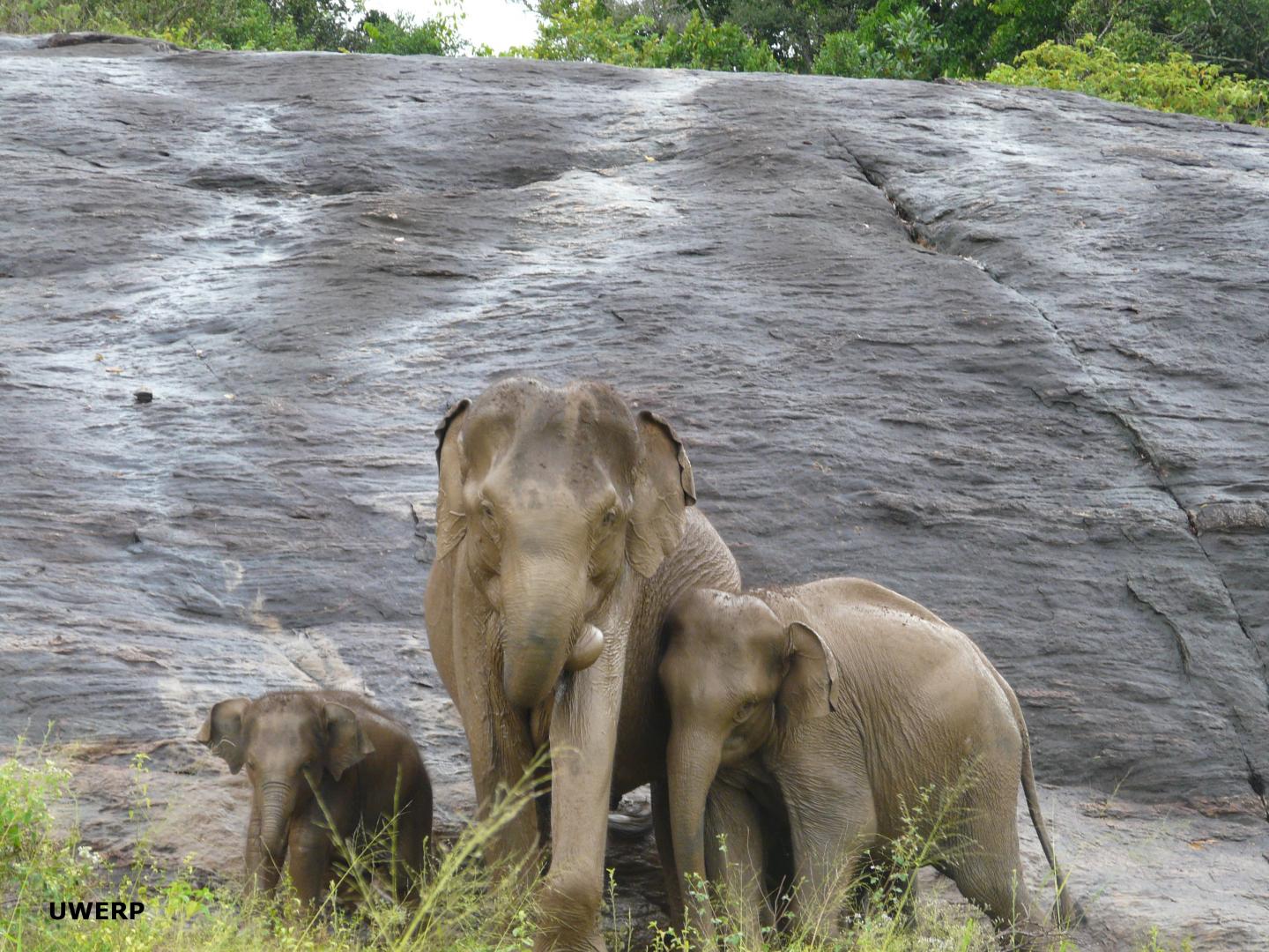 Scientists Propose Rethinking 'endangered Species' Definition to Save Slow-Breeding Giants (3 of 3)