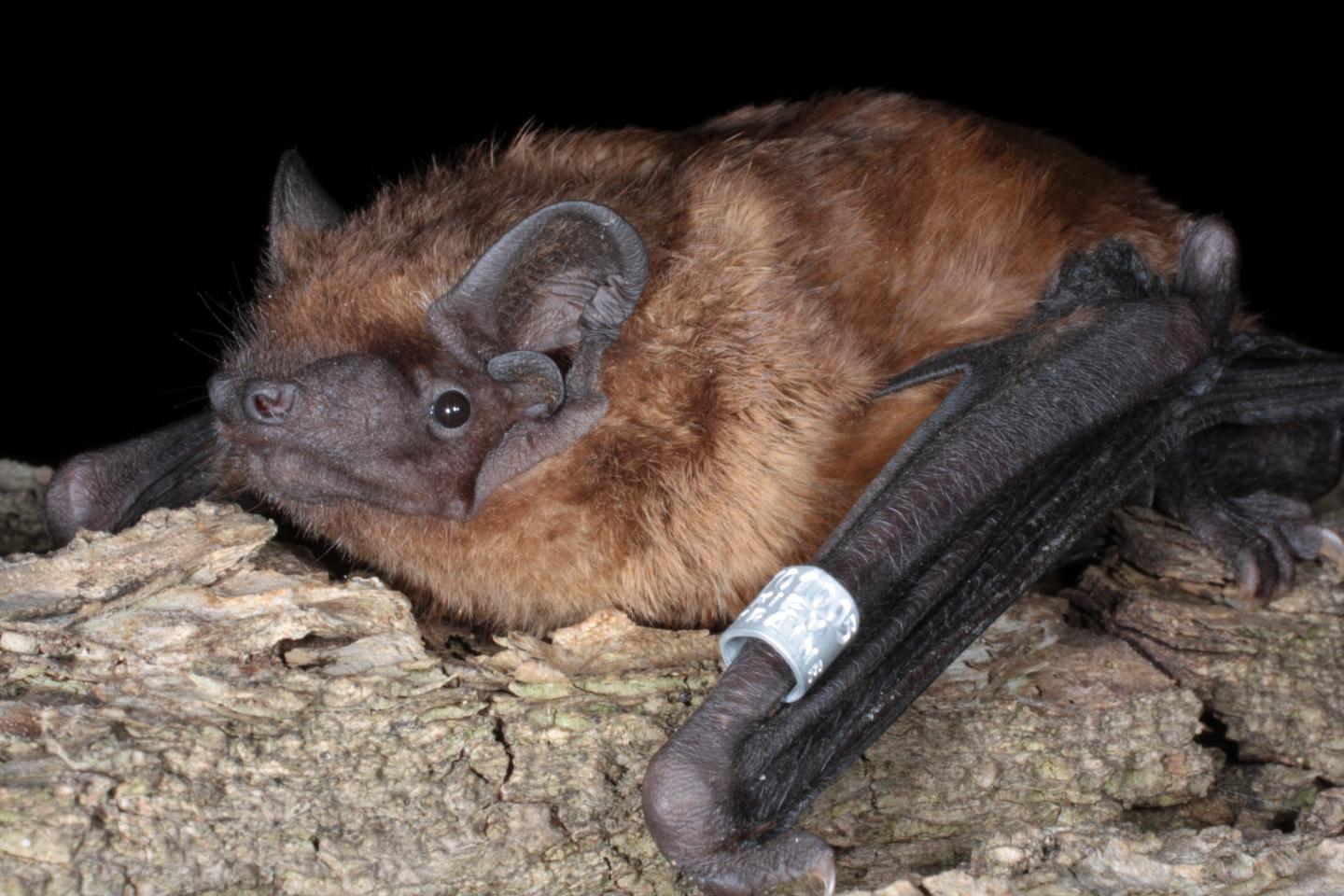 Common noctule bat