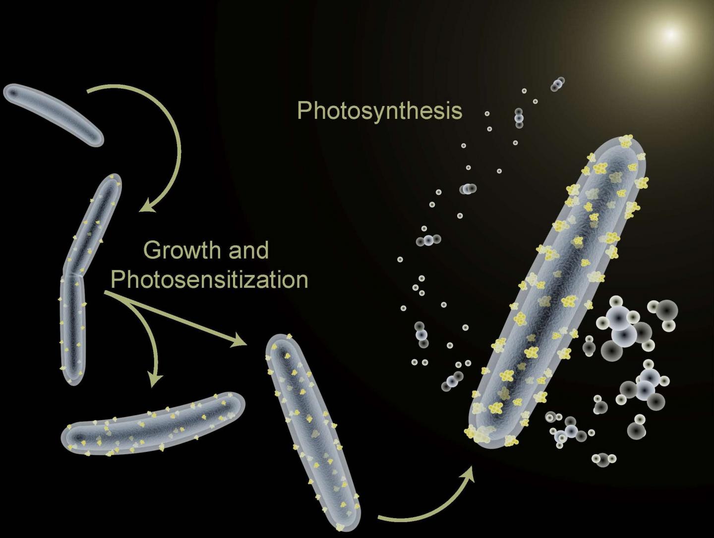 Hybrid Artificial Photosynthesis System with Bacterium