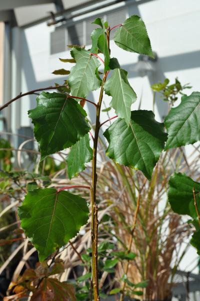 Leaves Soak up More Volatiles Than Thought (2 of 3)