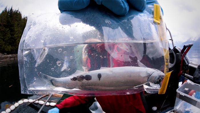 Sea lice on juvenile Pacific salmon