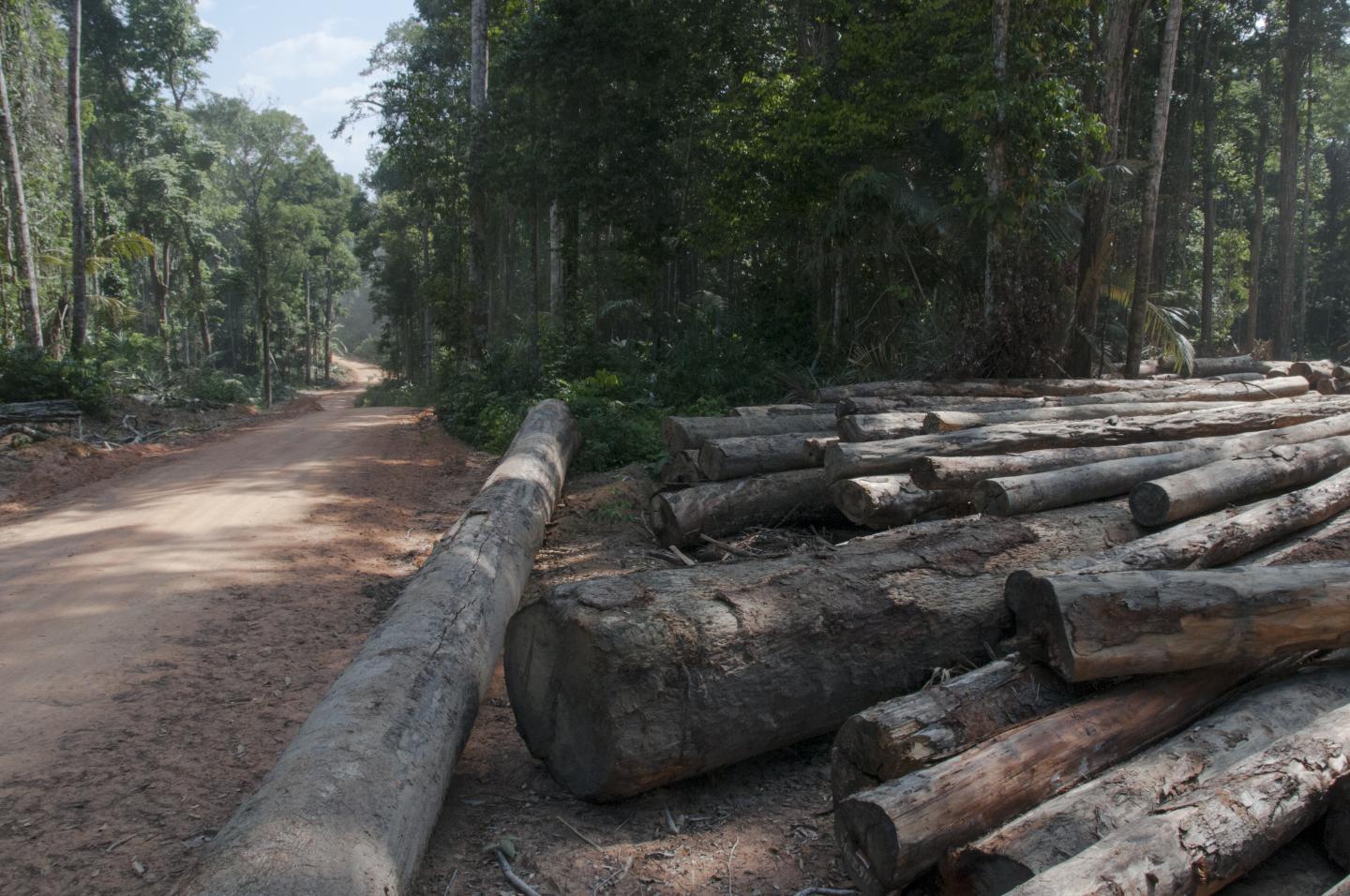 An RIL-Certified Forest Operation in Guyana