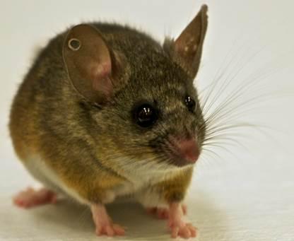 Oxytocin Turns Up the Volume of Your Social Environment (3 of 3)