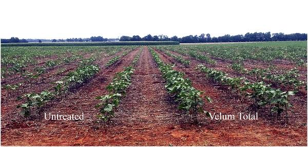 Treated and Untreated Cotton