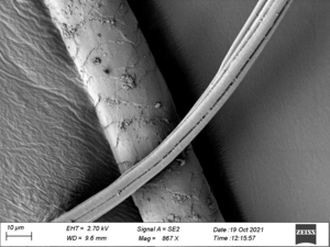 An electron microscope image of a possible canine hair