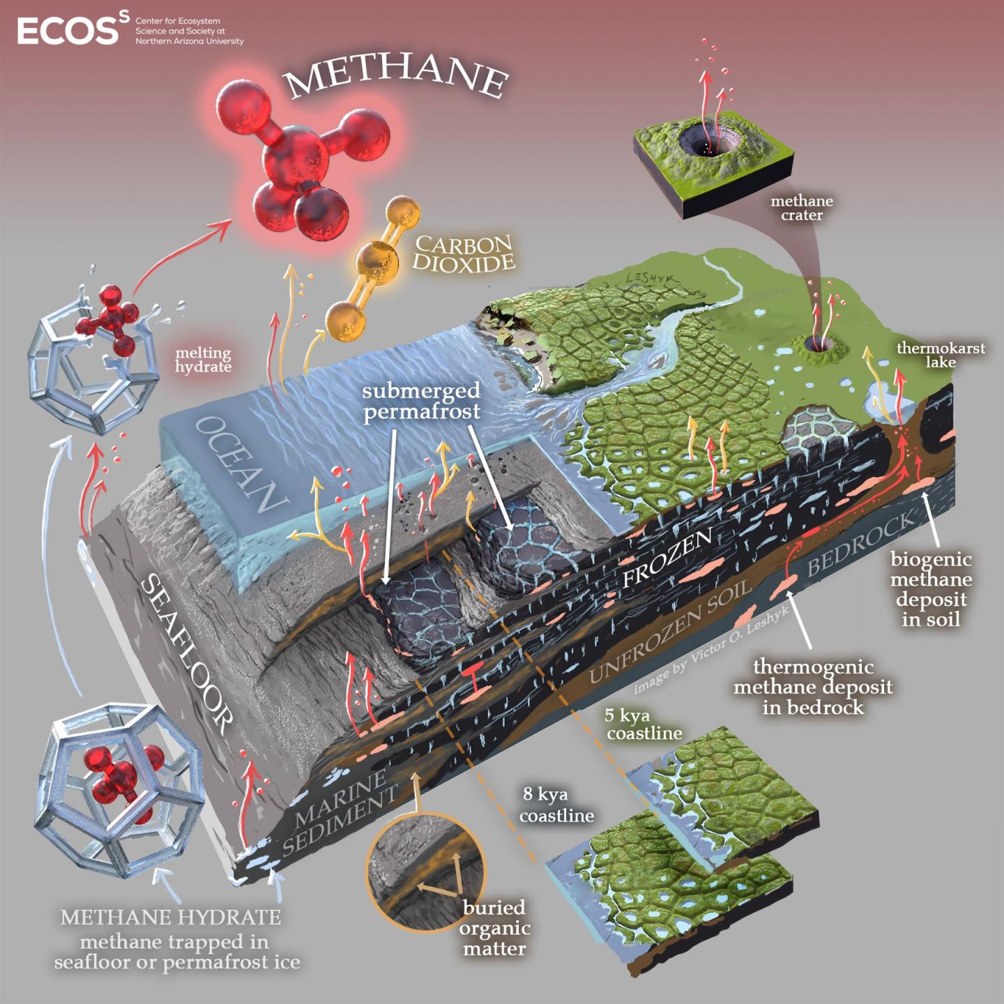 Subsea and coastal permafrost ecosystems