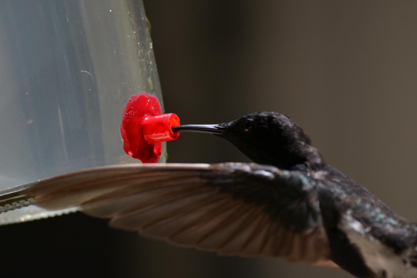 Black Jacobin Hummingbird at Feeder