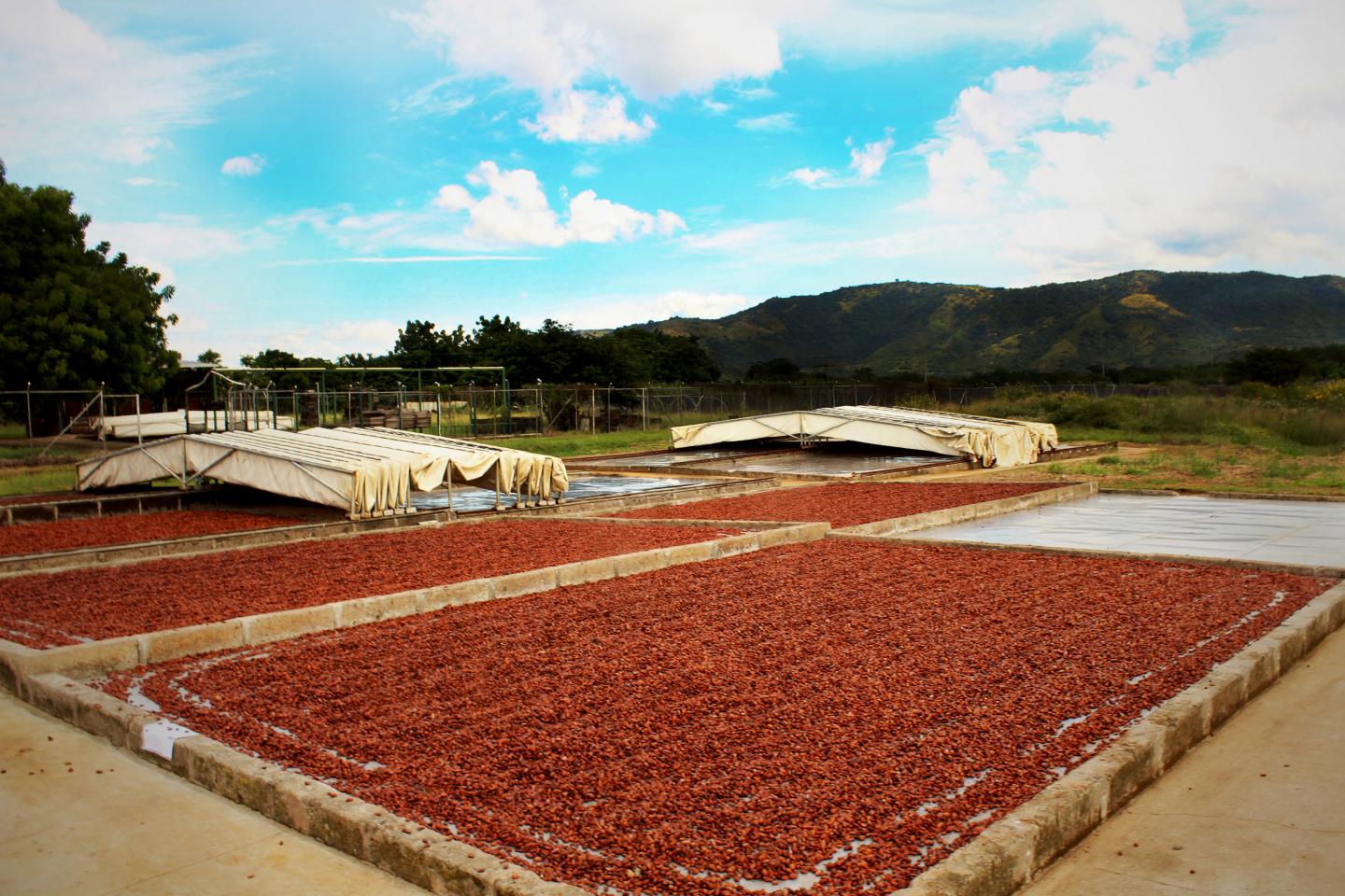 The Cocoa Beans Is Dried in th [IMAGE] EurekAlert! Science News Releases