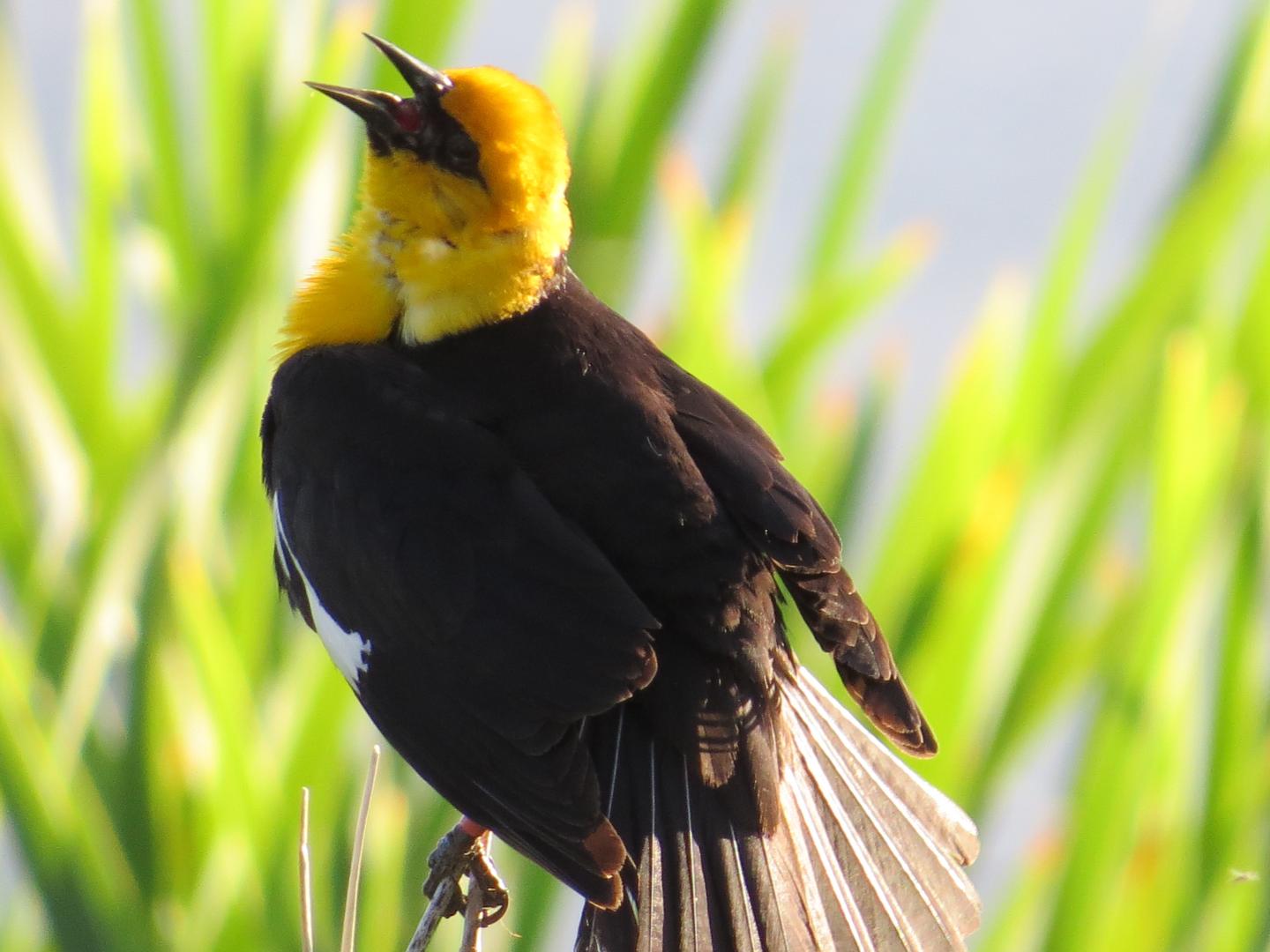 Yellowheaded Blackbird
