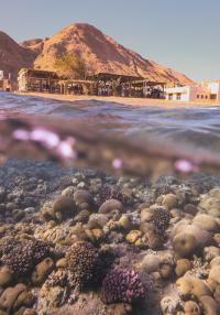 Coral reef at Eilat