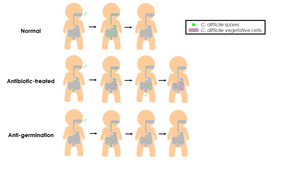 C. diff therapy