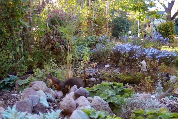 Red squirrel in a private garden in Berlin, recorded by a wildlife camera