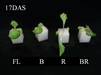 Blue Light Irradiation Promotes Growth, Increases Antioxidants in Lettuce Seedlings
