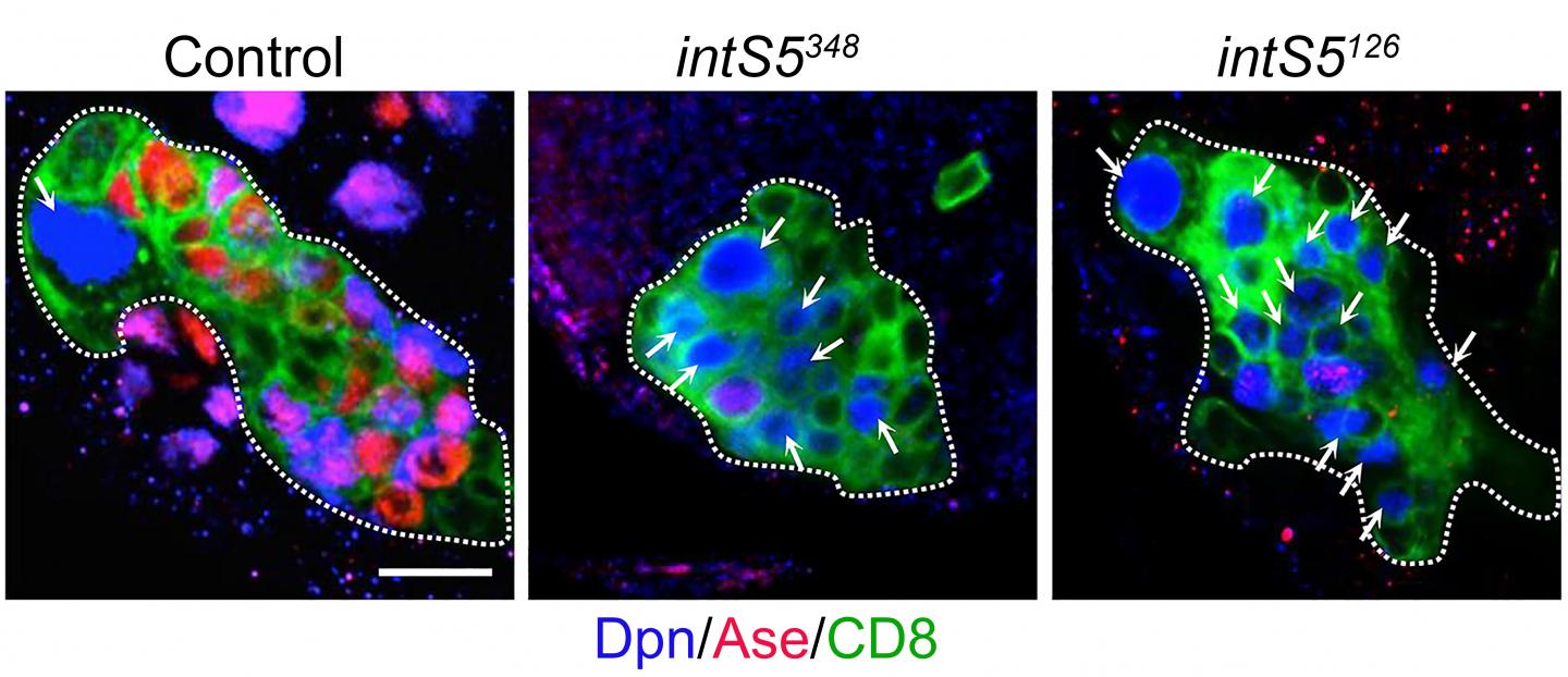 Ectopic Neural Stem Cells Are Formed upon Loss of the Integrator S5 Gene in the Brain