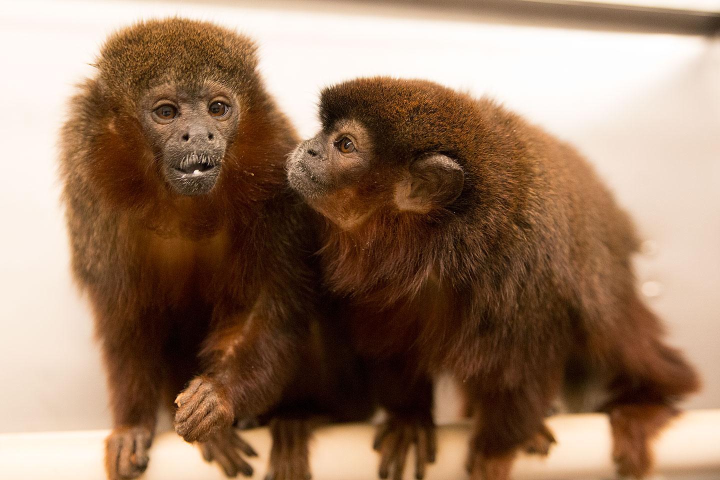 Pair-Bonded Titi Monkeys