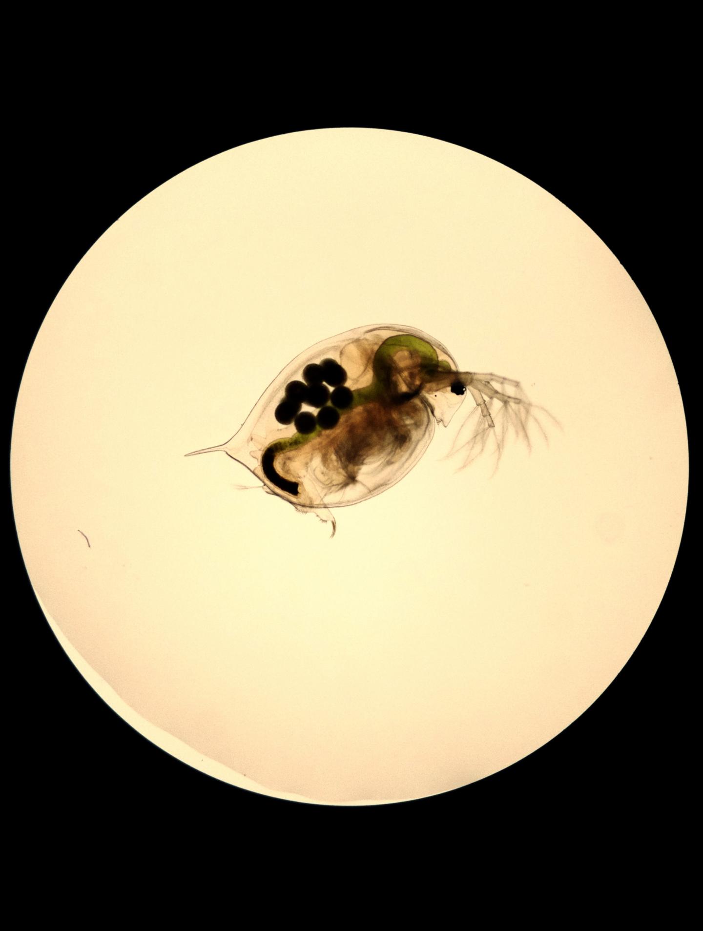 Water flea, Daphnia magna