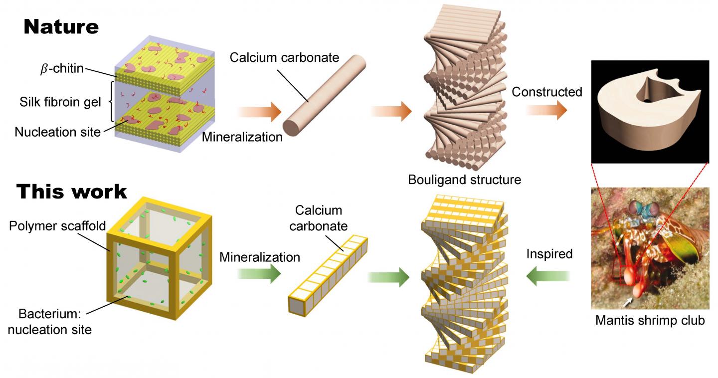 Can Bacteria Make Stronger Cars, Airplanes or Armor?