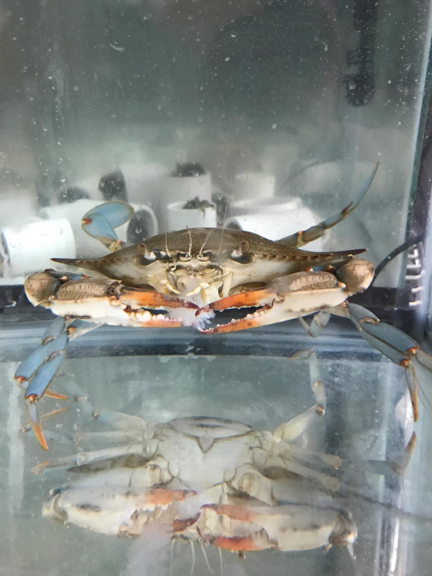 Tough Blue Crab and Tender Mud Crabs