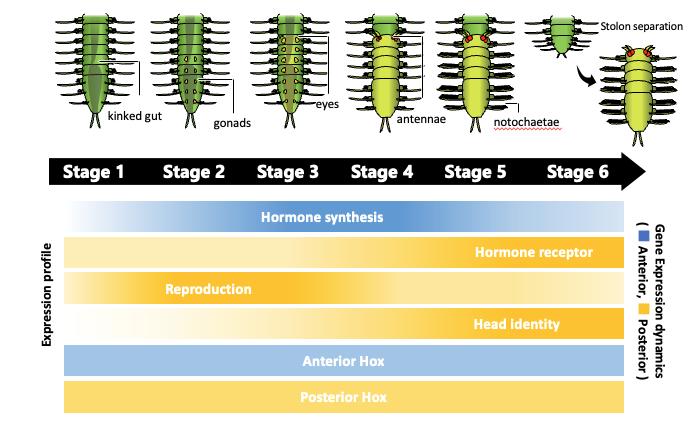 A schematic diagram showing the developmental process of stolonization.