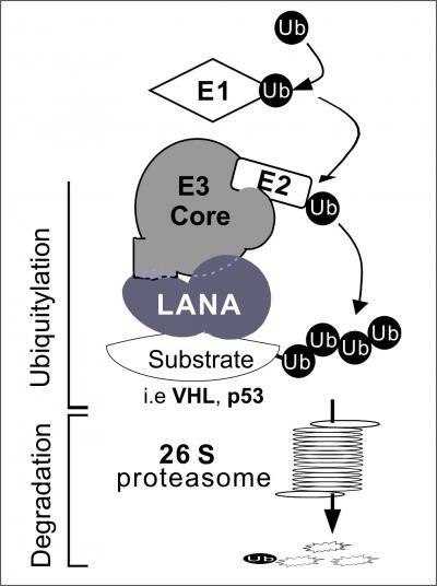 An AIDS-Related Virus Tricks Cells to Become Tumors