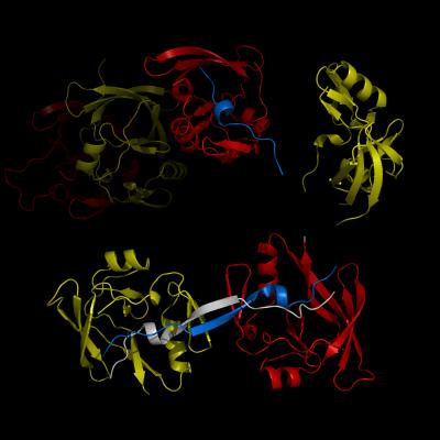 Complex Formation and Reconfiguration of ATAXIN-1 and Capicua