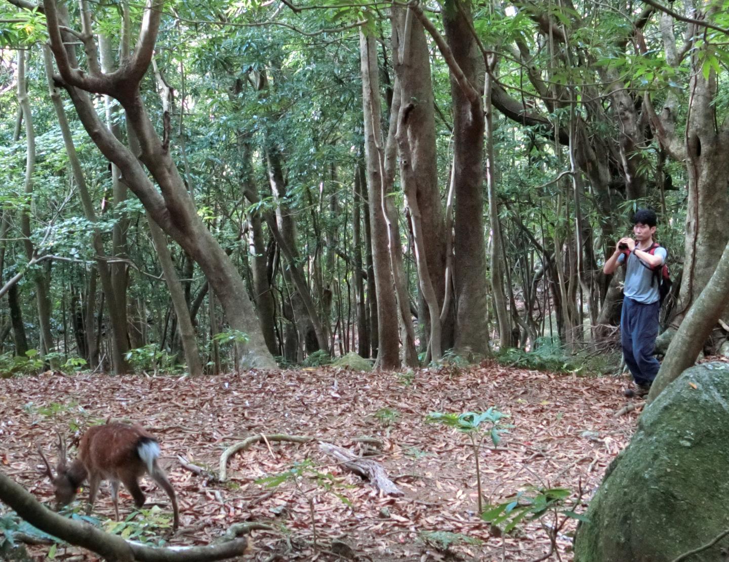 Naoki Agestuma Observing a Marked Male <em>Yakushika</em> Deer