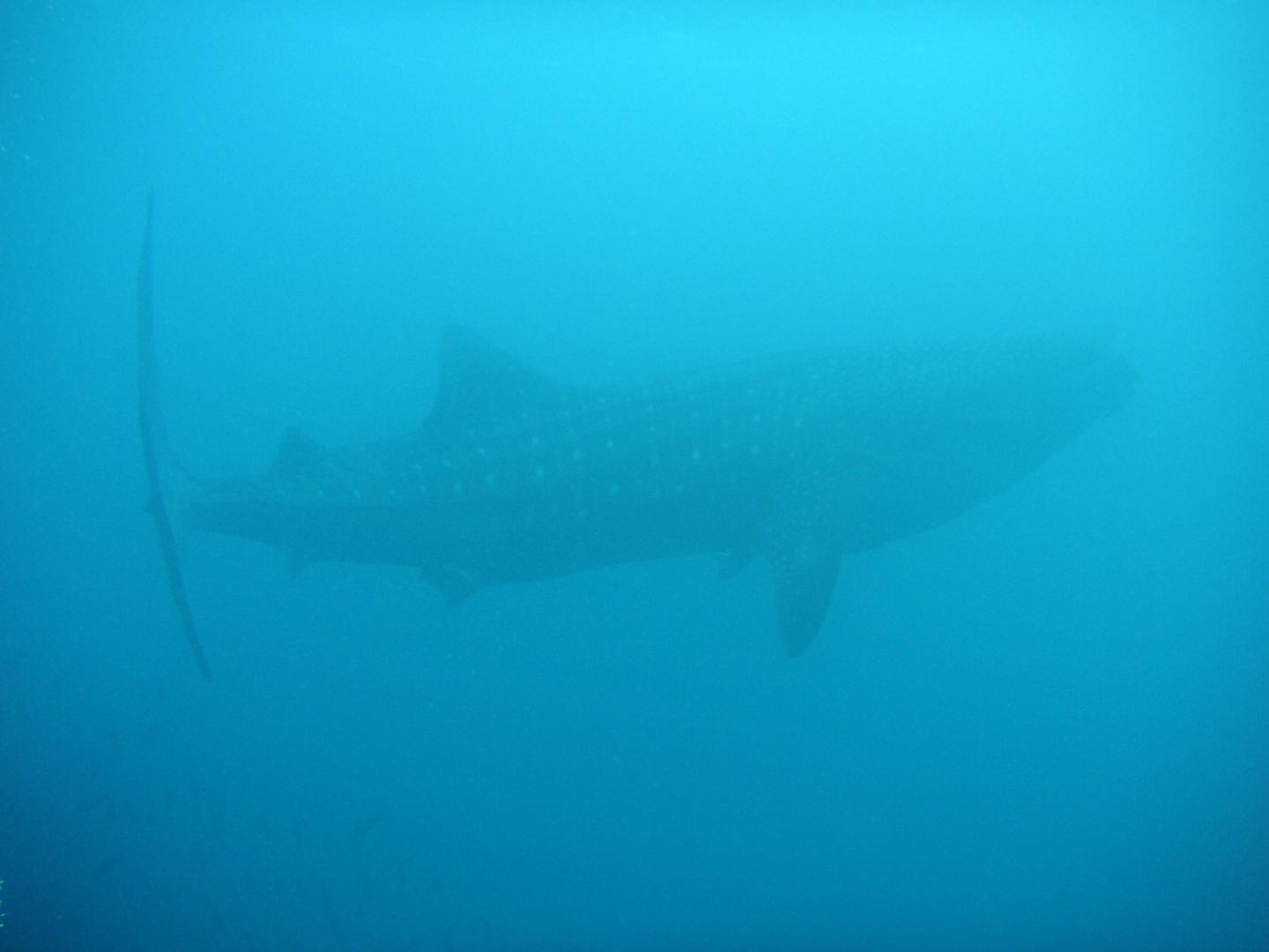 Whale Shark Coiba Panama