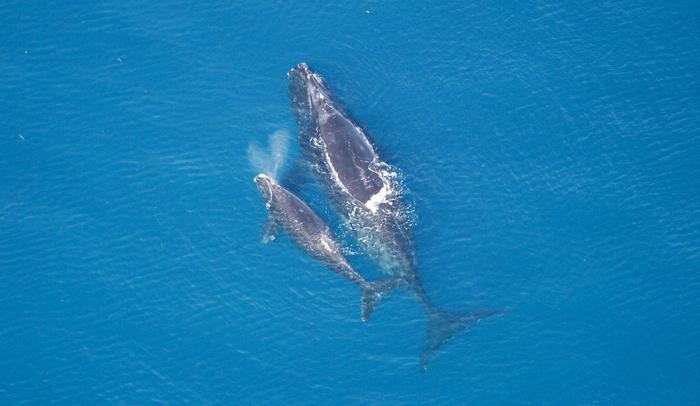 Vulnerability to climate change of United States marine mammal stocks in the western North Atlantic, Gulf of Mexico, and Caribbean