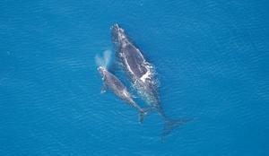 Vulnerability to climate change of United States marine mammal stocks in the western North Atlantic, Gulf of Mexico, and Caribbean