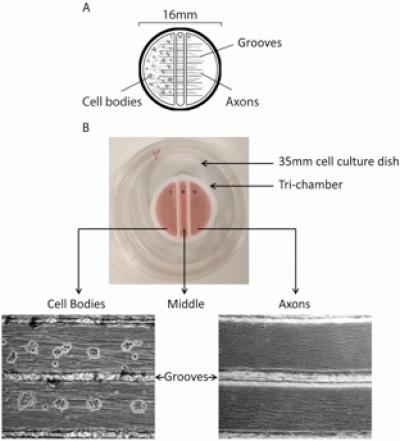 Modified Campenot Tri-chamber