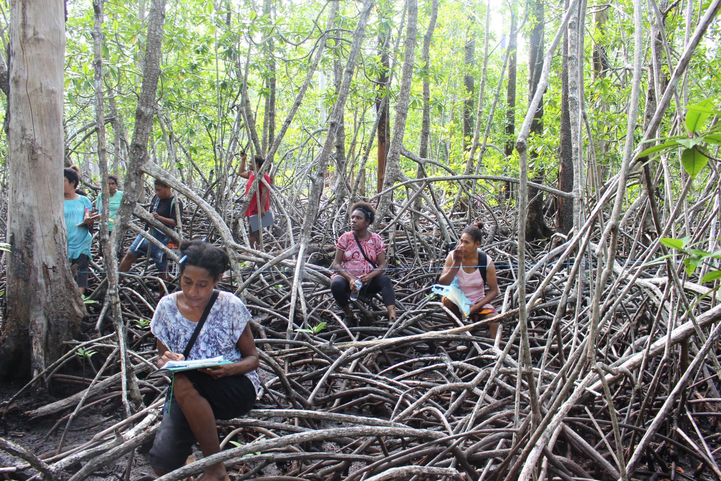 Mangrove Conservation