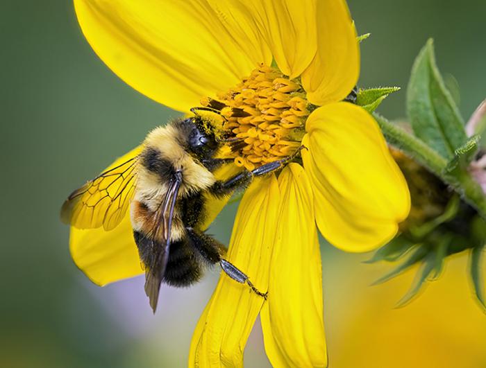 Completing genome of rusty patched bumble bee EurekAlert!