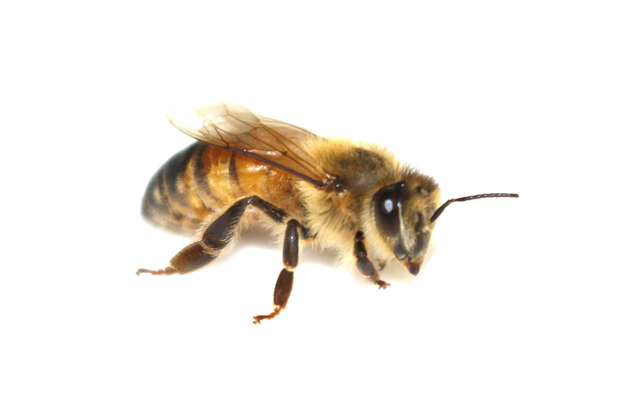 European honey bee worker.