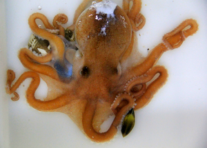 A live individual of Callistoctopus xiaohongxu