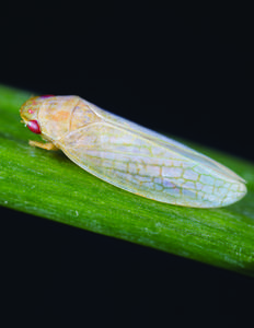 Leafhopper