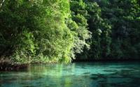 Water and Tress in Palau's Rock Island Bay