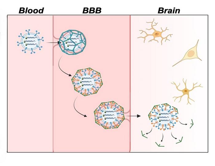 Mejora de la imagenología de la enfermedad de Alzheimer con sensores fluorescentes