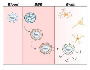 Improving Alzheimer’s disease imaging — with fluorescent sensors