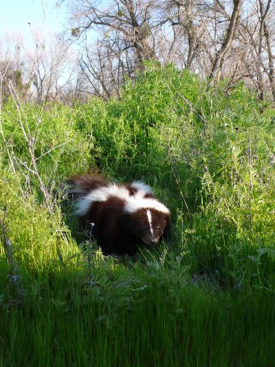 Striped Skunk