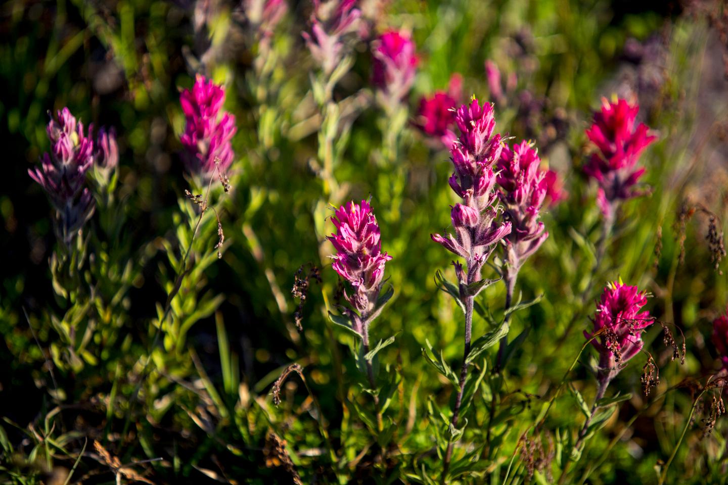 Magenta Paintbrush on Mount Rainier