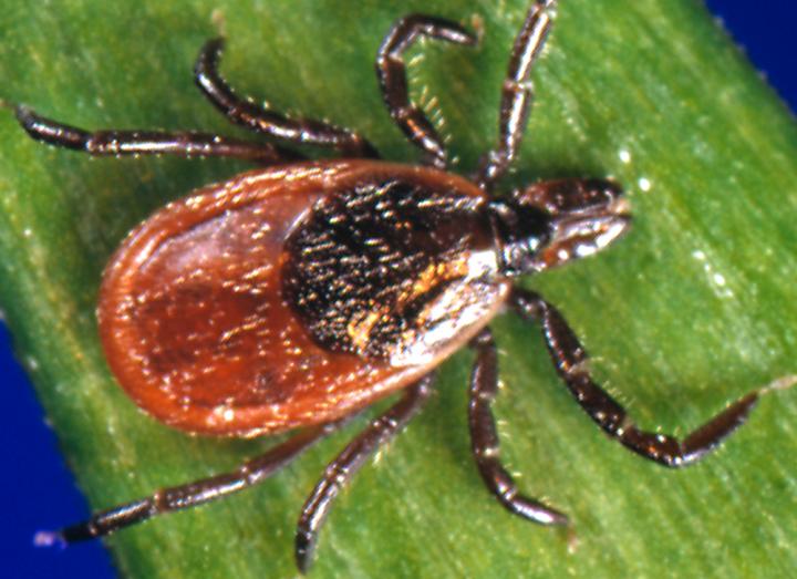 A Blacklegged Tick