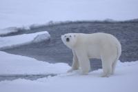 Young Polar Bear on Ice