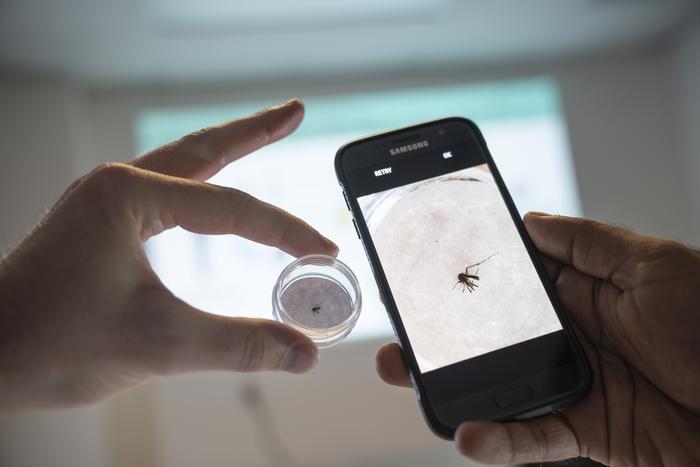 Using AI to ID mosquitos