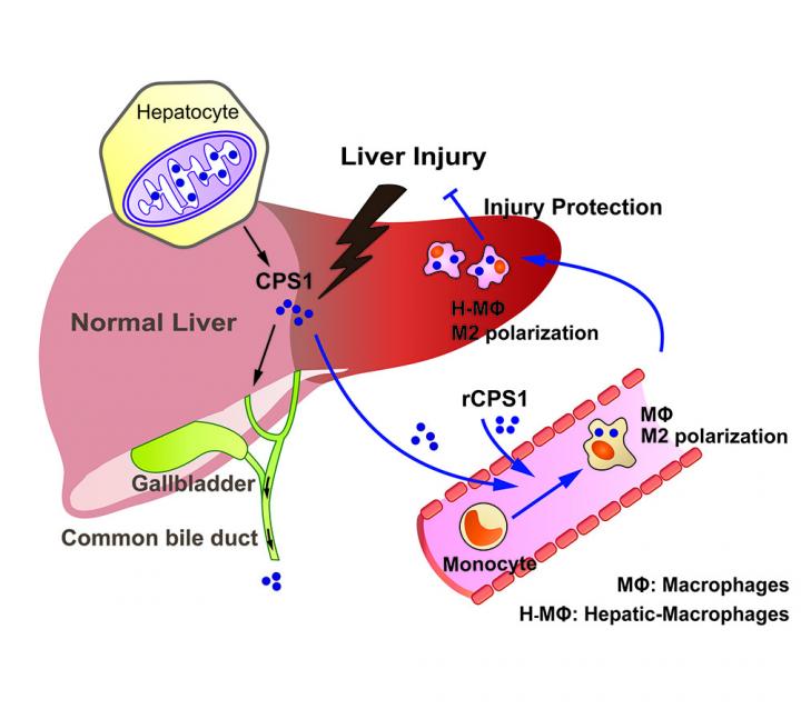 Liver Damage -- Role of CPS1