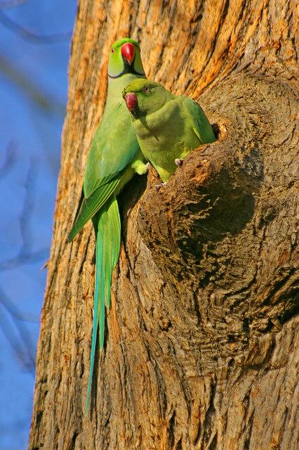 Ring-Necked Parakeet