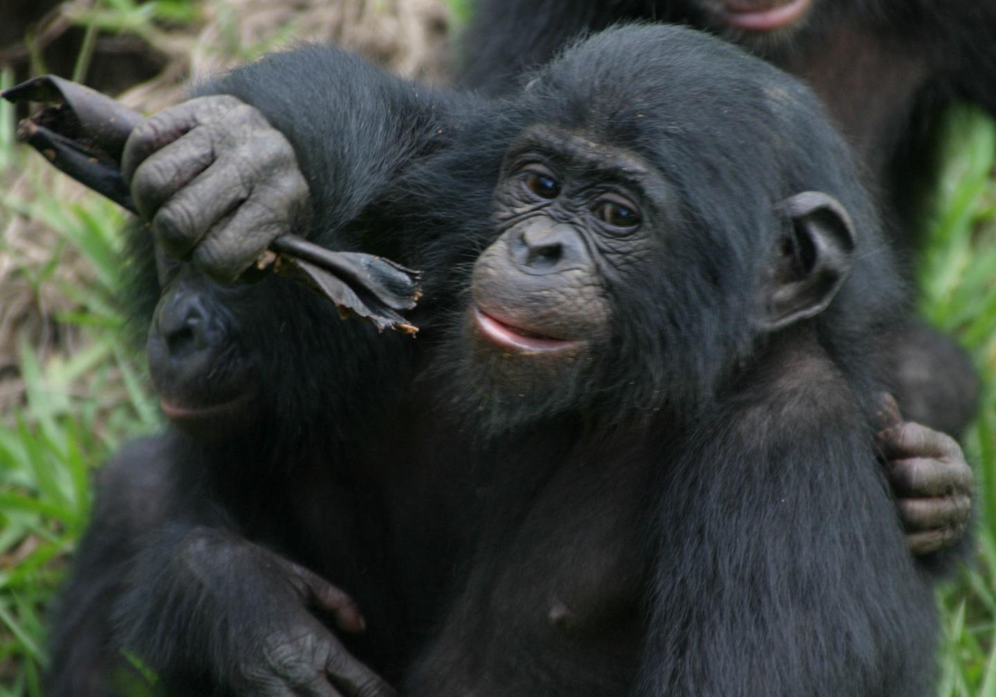 Bonobos [IMAGE] | EurekAlert! Science News Releases