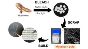 Extracting mycelium fibers from mushrooms