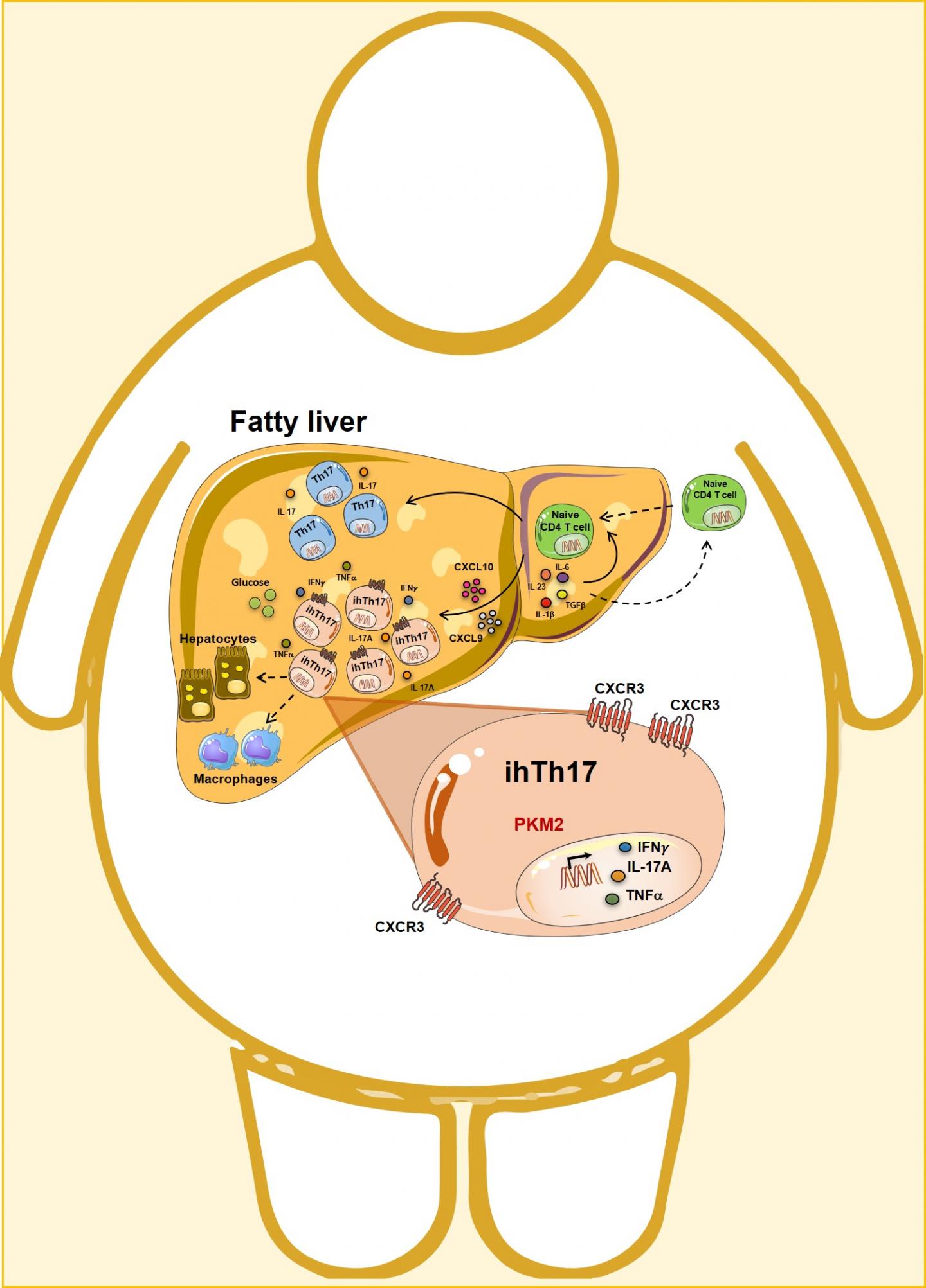 Graphical Abstract